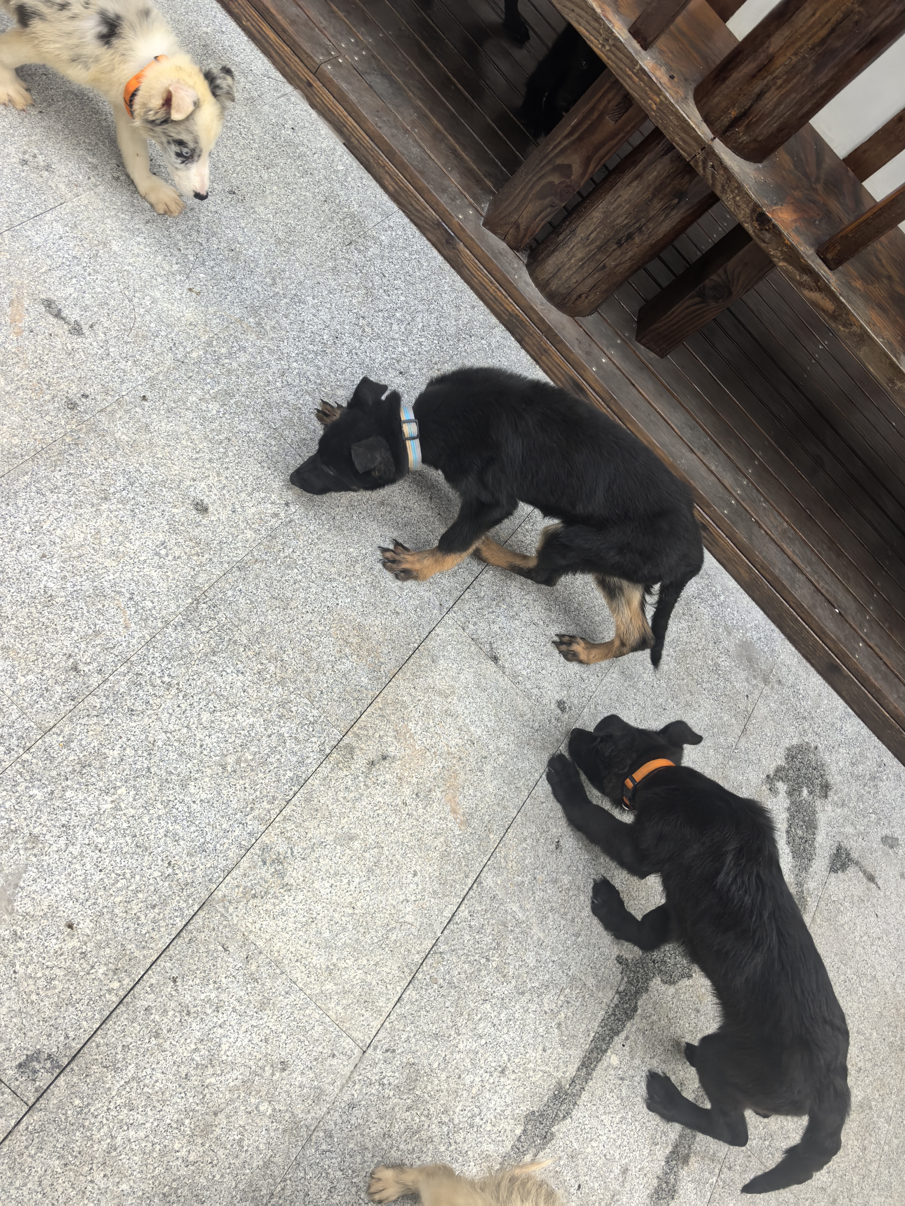 双血统带证书+芯片+追踪器